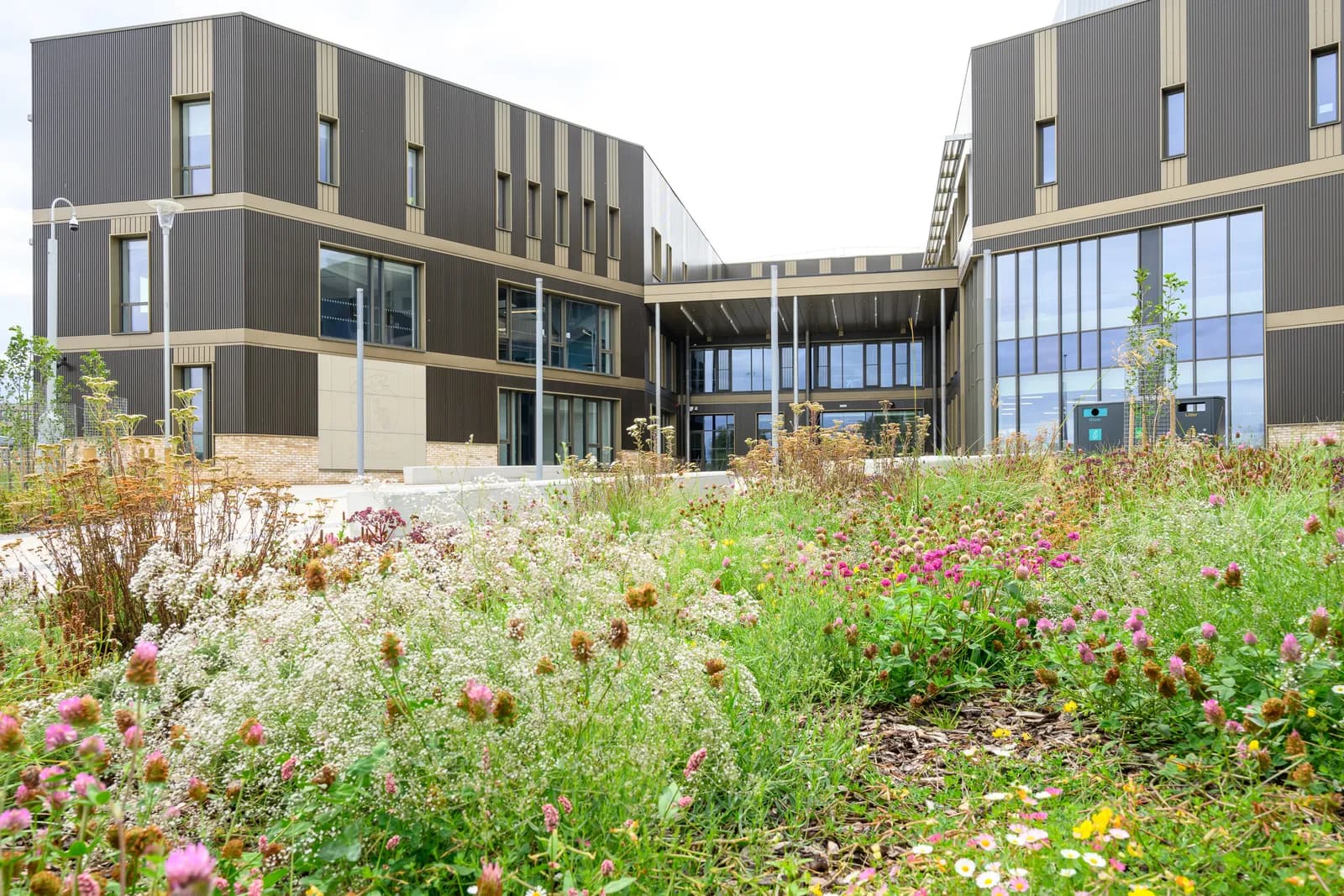 A modern building with brown paneling and large glass windows is seen from behind a vibrant foreground of wildflowers and tall grasses.