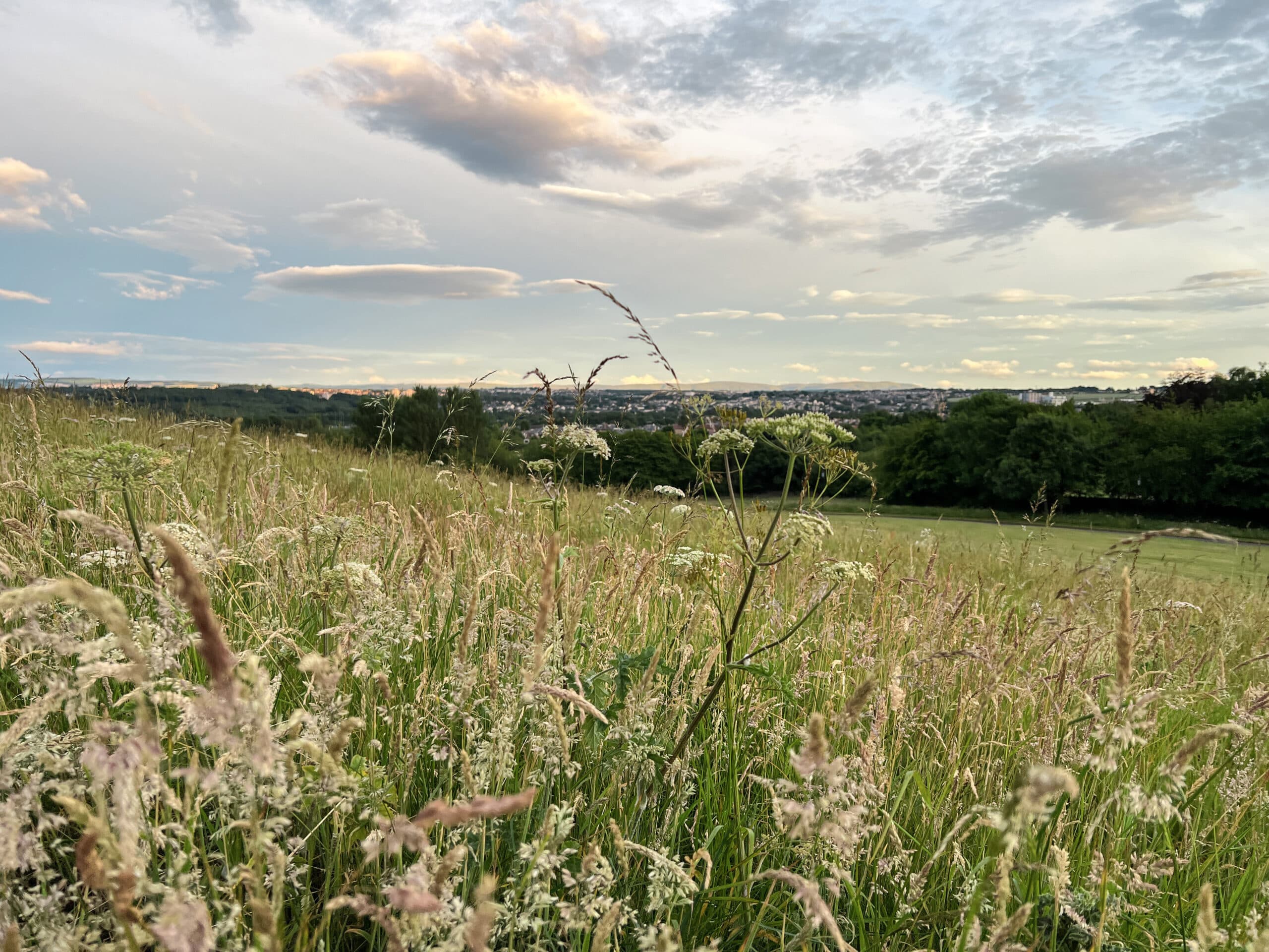 Experience the Magic of Nature: Join the Festival Foraging Tour with Napiers the Herbalists in Edinburgh!