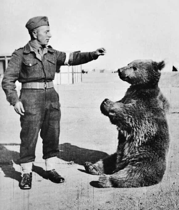 Wojtek, the Soldier Bear: Edinburgh’s Beloved Hero in Bronze