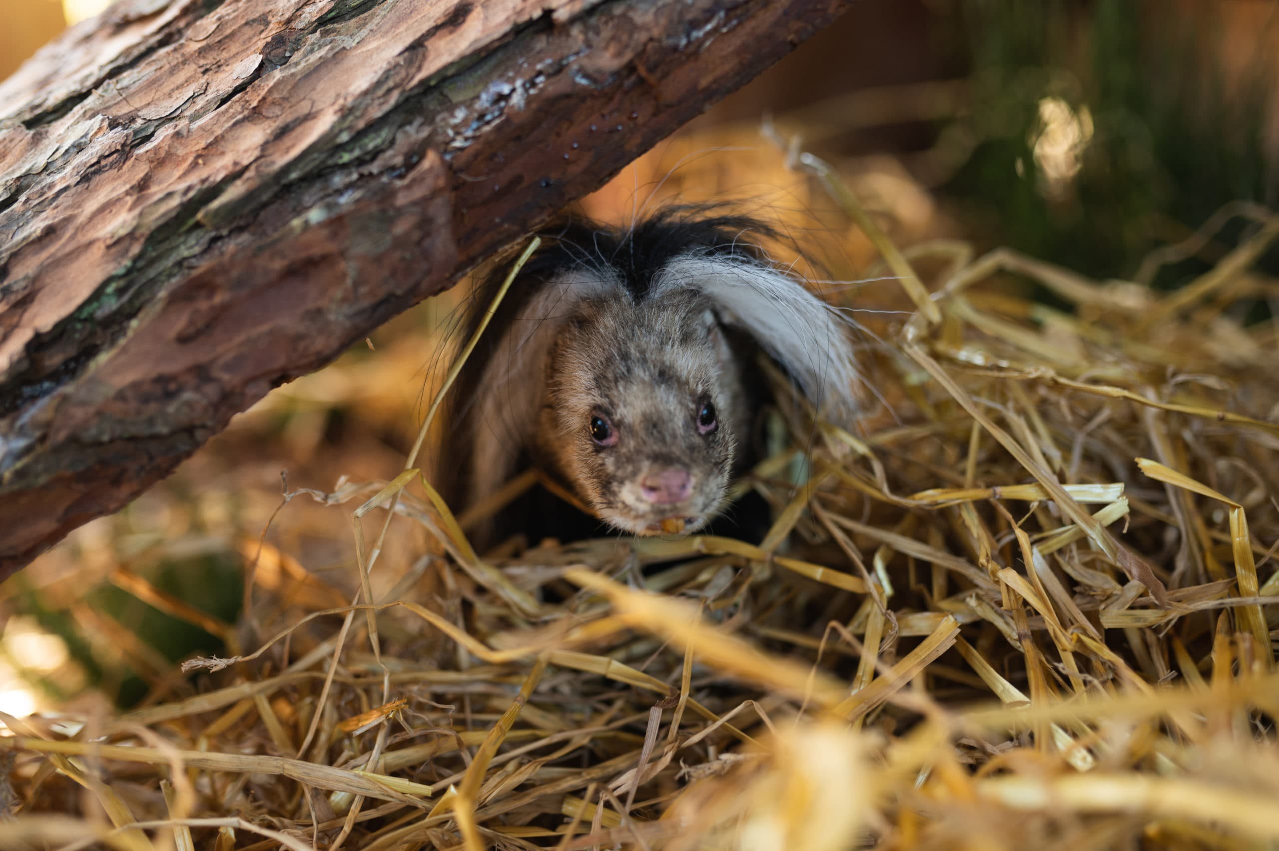An Offal Big Find: Scottish Deer Centre First in the World to Capture a Live Haggis in Fife, Scotland