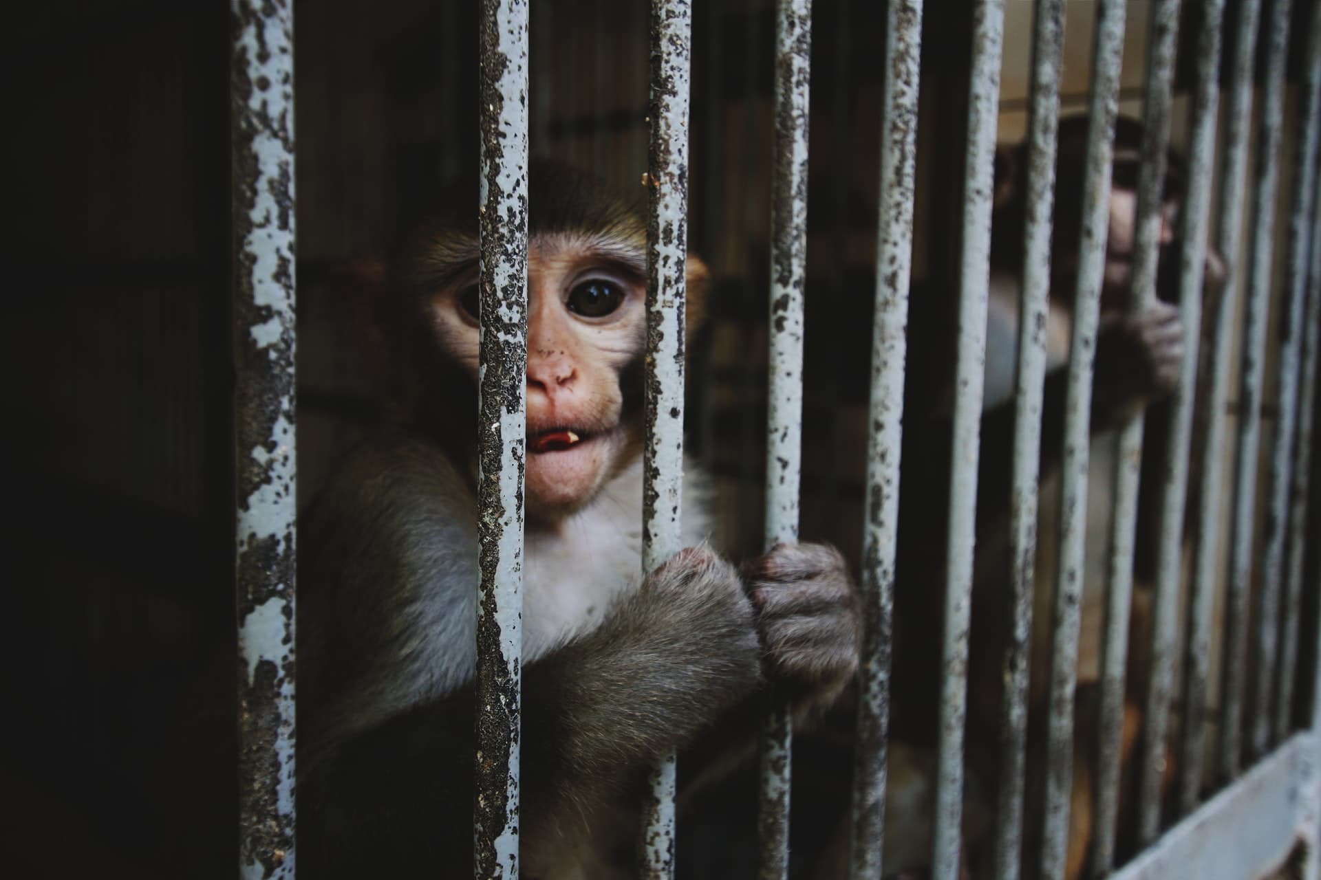Should Exotic Pets be Allowed in Edinburgh?