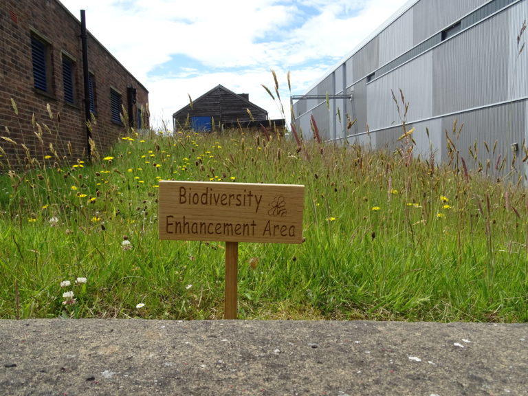 New Approach to Greenspace Management in the Edinburgh Leads to Butterfly Havens
